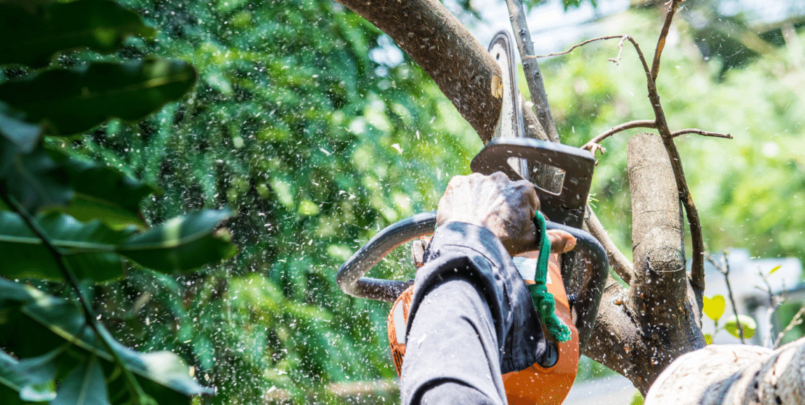8 Reasons Why You Need to Hire a Tree Pruning Professional Today