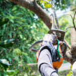 Hire a Tree Pruning Professional