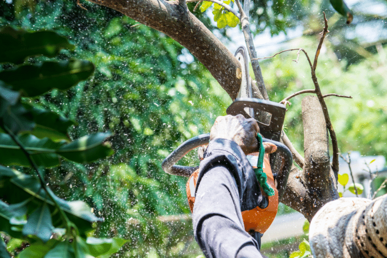 Hire a Tree Pruning Professional