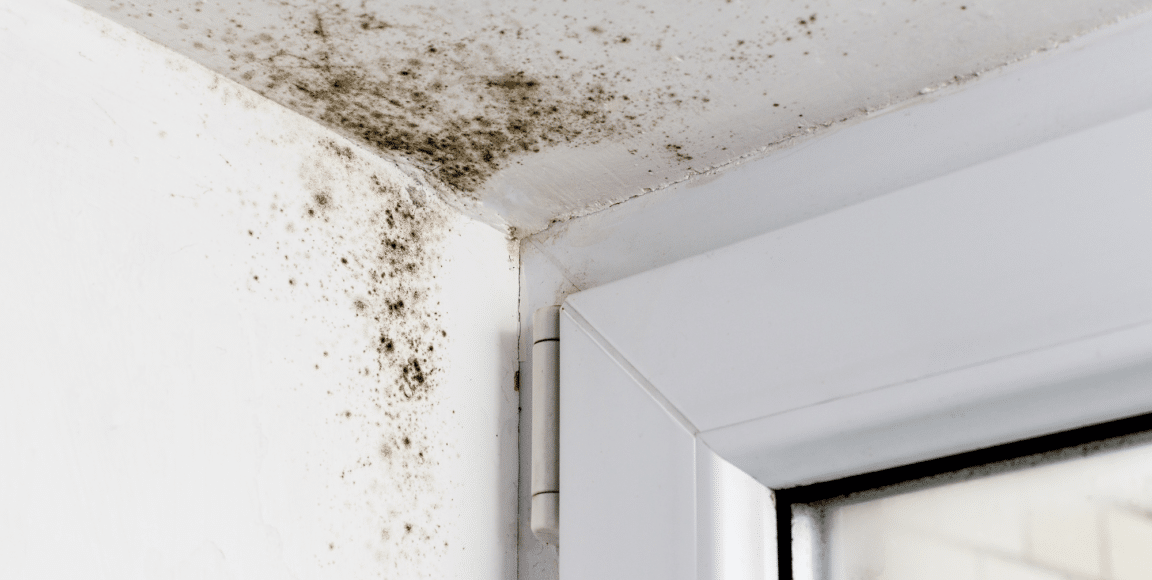 5 Types of Mold in Homes