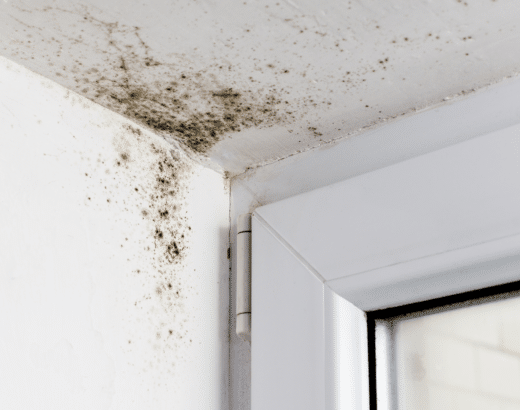 5 Types of Mold in Homes
