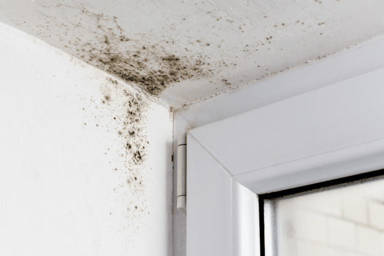 mold in homes