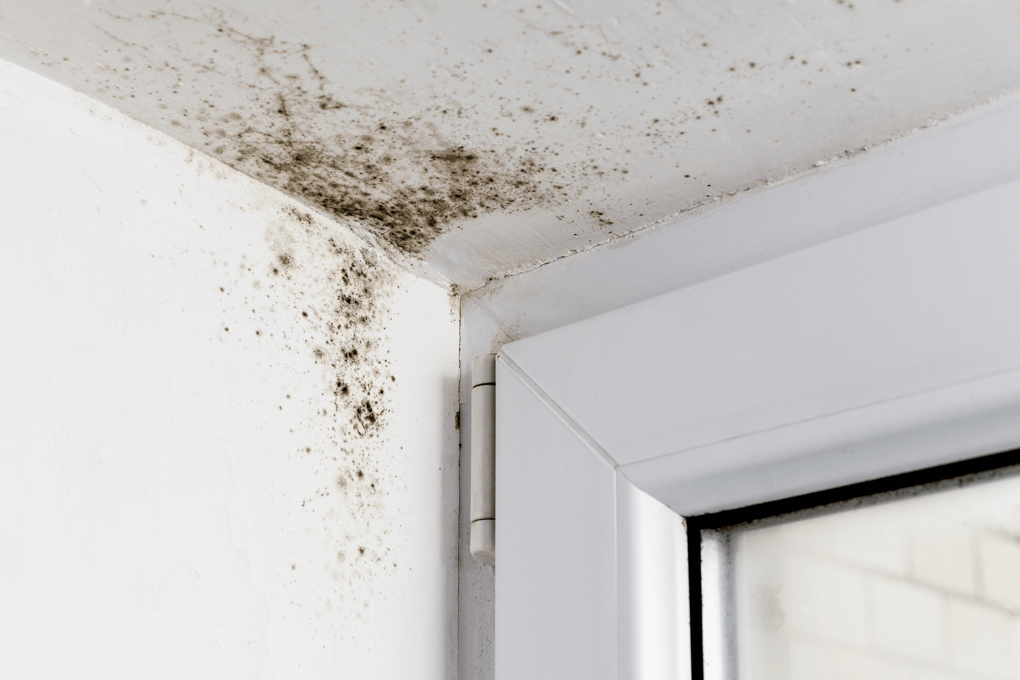 Mold In My House What Do I Do at Devon Campbell blog