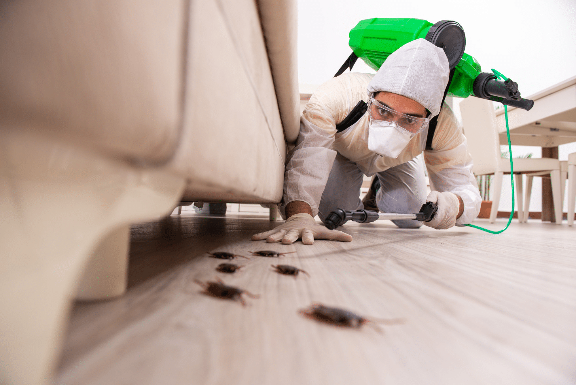 How To Get Rid Of Bed Bugs