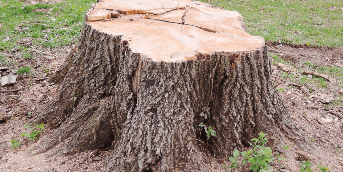 How to Remove a Tree Stump From Your Yard: A Simple Guide