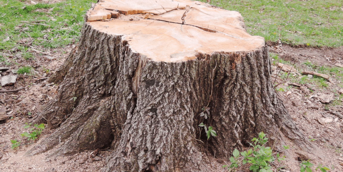 How To Remove A Tree Stump From Your Yard A Simple Guide Pure Home 