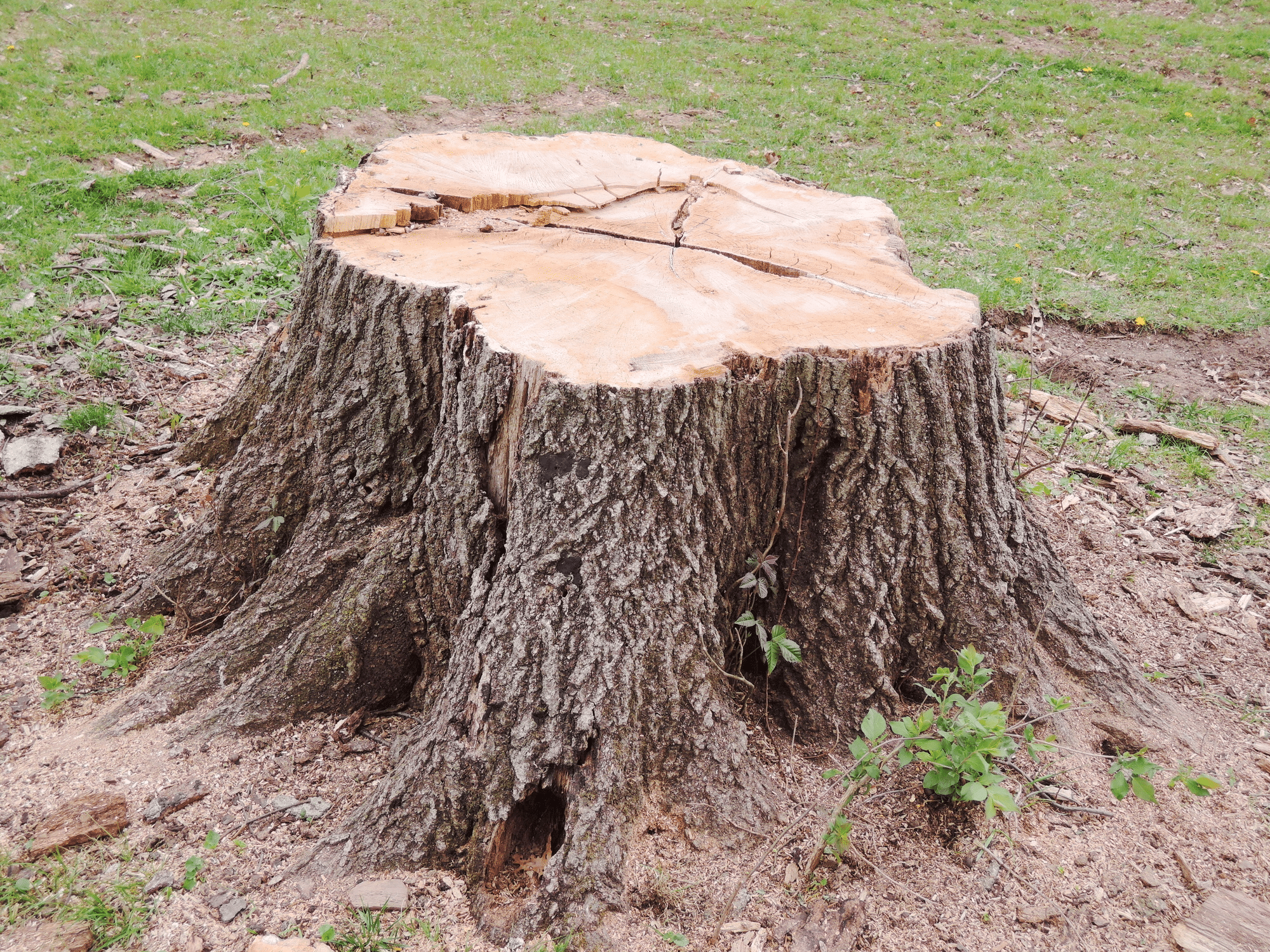 tree removal