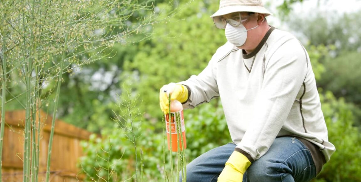 6 Things to Consider When Hiring a Pest Control Company