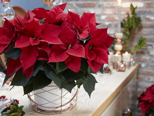 How To Care For a Poinsettia