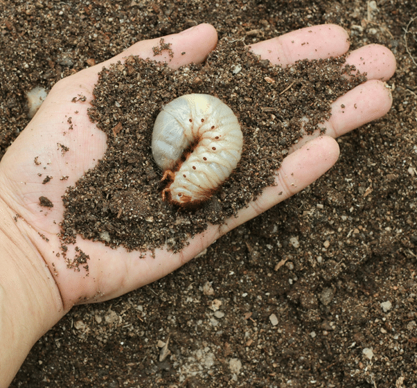 What Is Grub Control and the Benefits for Your Lawn?