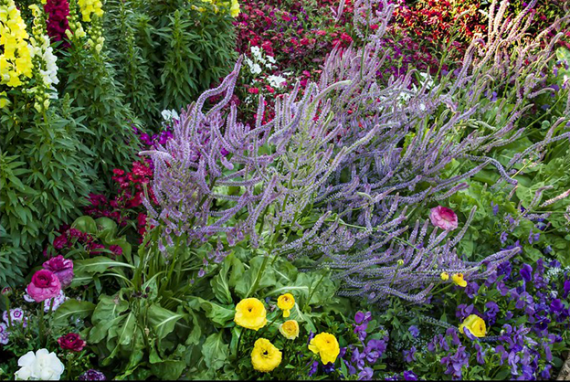 Stunning Flower Garden 