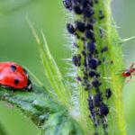 Top Tips to Control Pests Around Your Home
