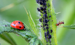 Top Tips to Control Pests Around Your Home