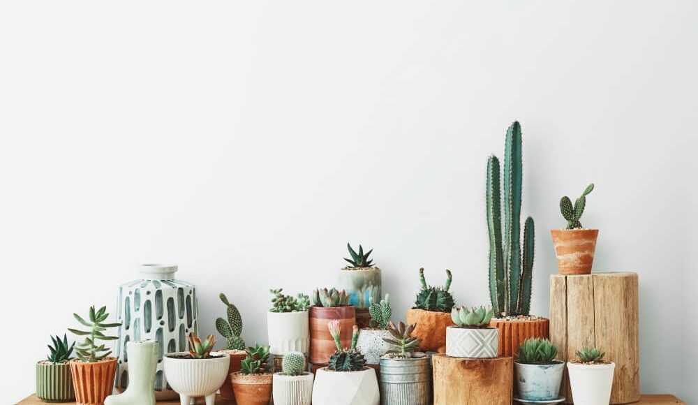 11 Best Types of Cactus You Can Grow at Home
