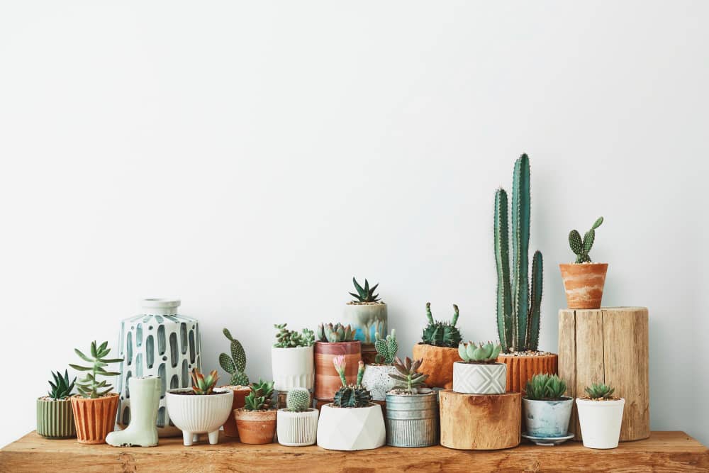 Best Types of Cactus You Can Grow at Home