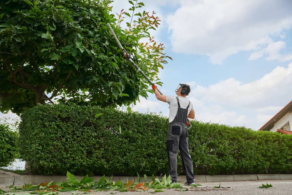 Gardener Removing Weak Branches With Garden Tools