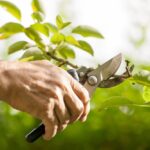 Pruning Tips For A Beautiful And Lush Garden