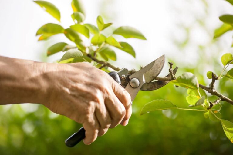 Pruning Tips For A Beautiful And Lush Garden
