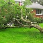 Tree Removal for Your Property