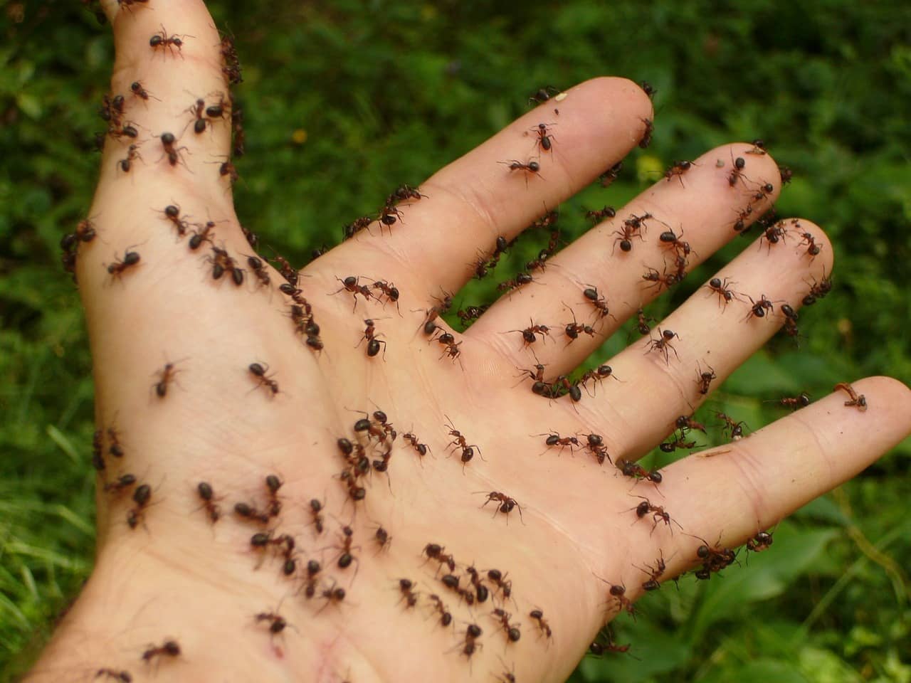 Do Sugar Ants Bite? 