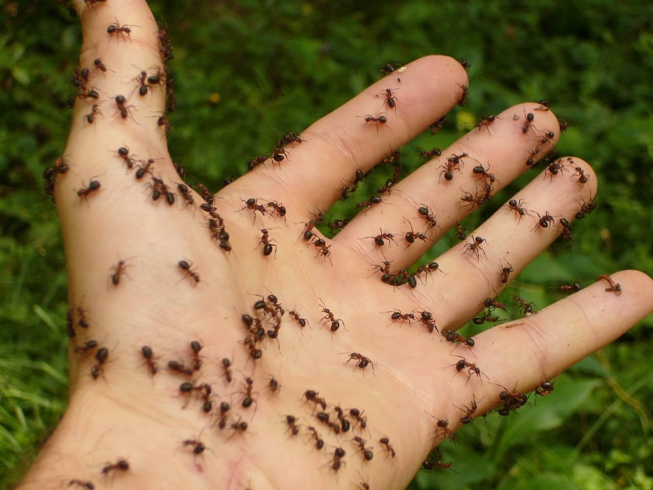 Do Sugar Ants Bite?