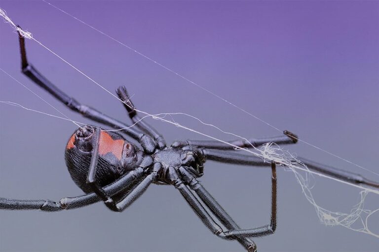 Black Spider Webs
