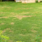 Sustainable Lawn