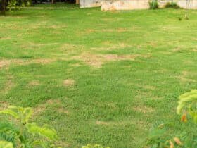 Sustainable Lawn