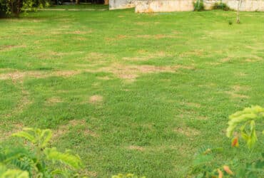 Sustainable Lawn