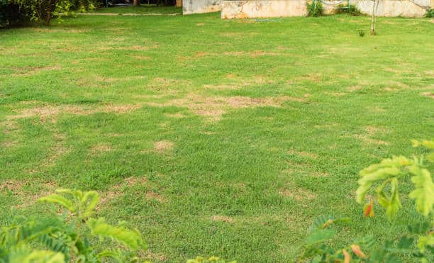 Sustainable Lawn